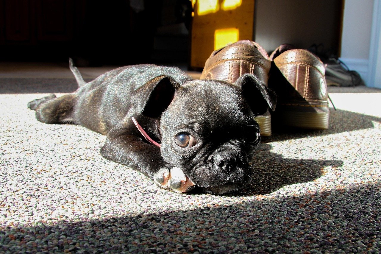 Boston Terrier: The Polite Playmate (image credits: pixabay)