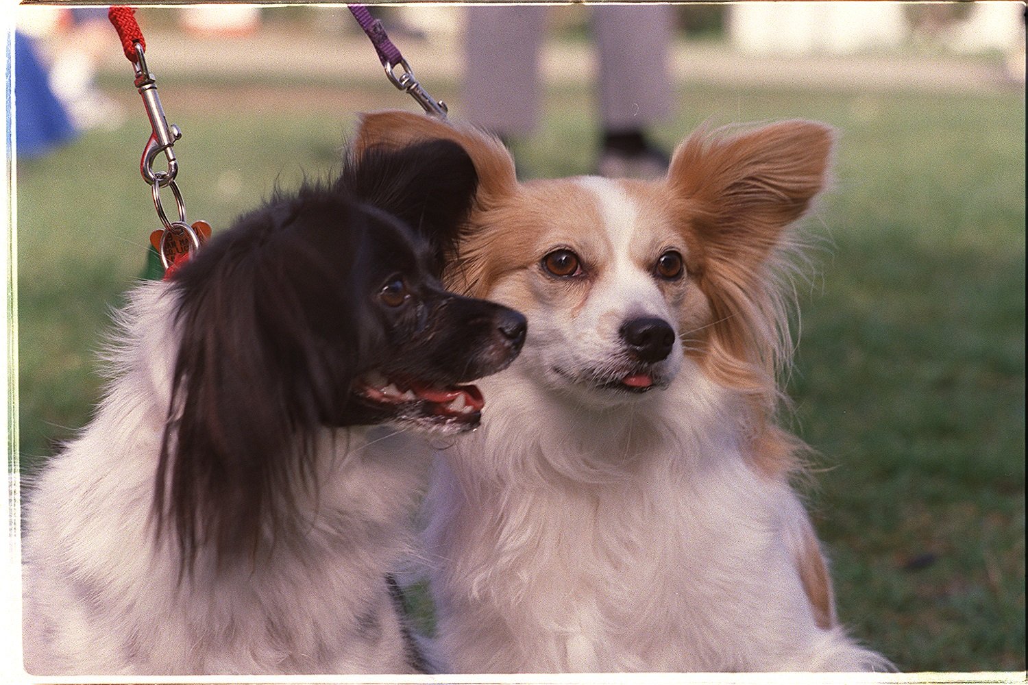 Papillon: The Agile, Joyful Distraction (image credits: wikimedia)