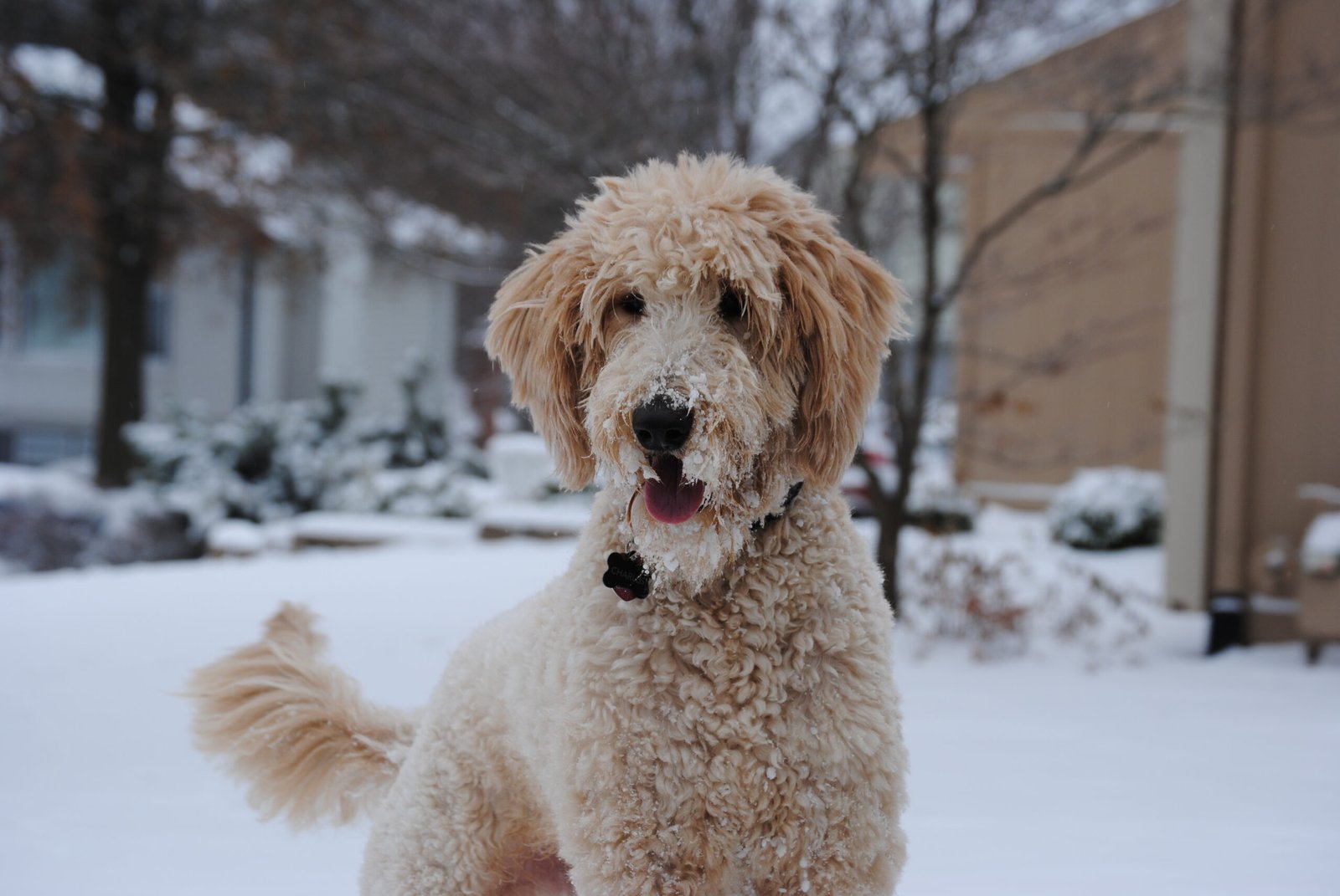 Goldendoodle: The Affectionate, Allergy-Friendly Pal (image credits: wikimedia)