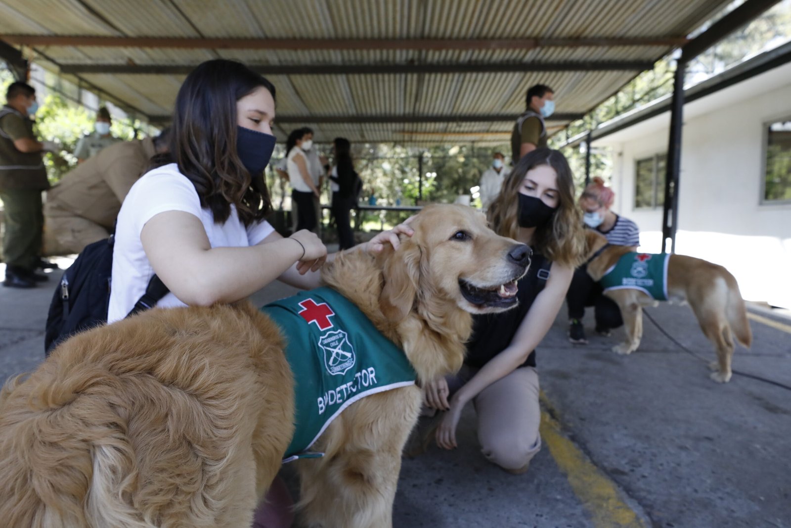 Labrador Retriever (image credits: wikimedia)