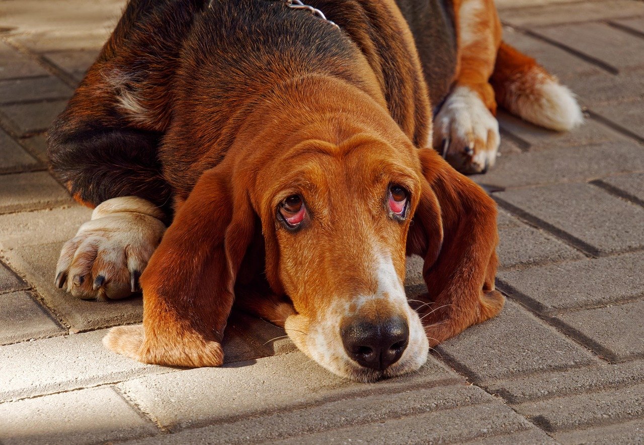 Bloodhound (image credits: pixabay)