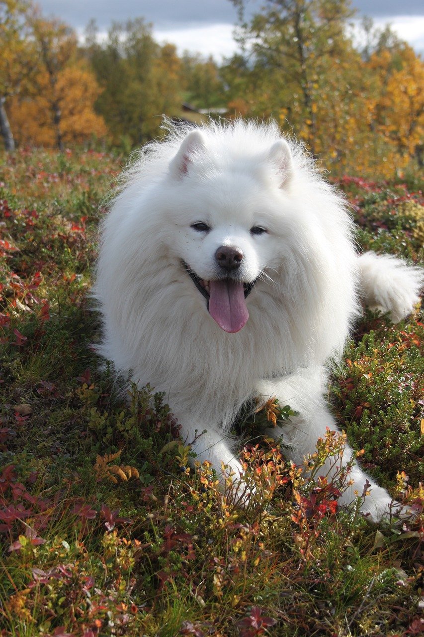 Regular Vet Check-Ups Are a Must (image credits: pixabay)