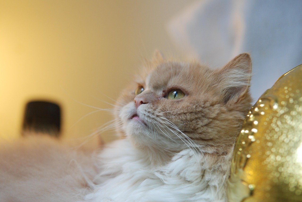 Slow Blinking: The Cat Kiss (image credits: pixabay)