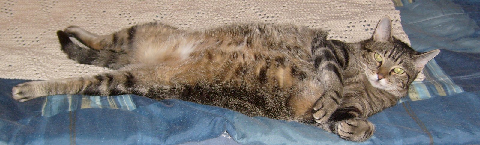Showing Their Belly (and Sometimes Letting You Rub It!) (image credits: wikimedia)