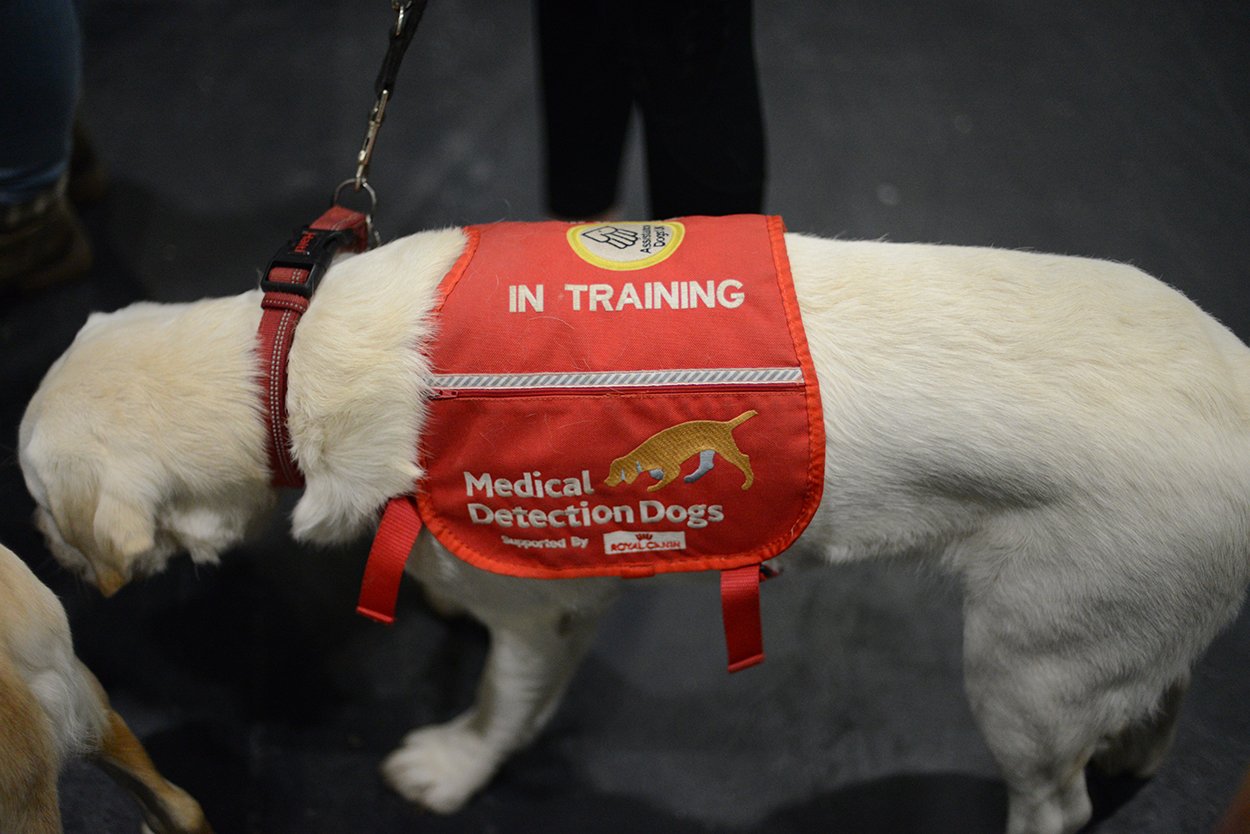 Medical Detection Dogs: Heroes in Harnesses (image credits: wikimedia)