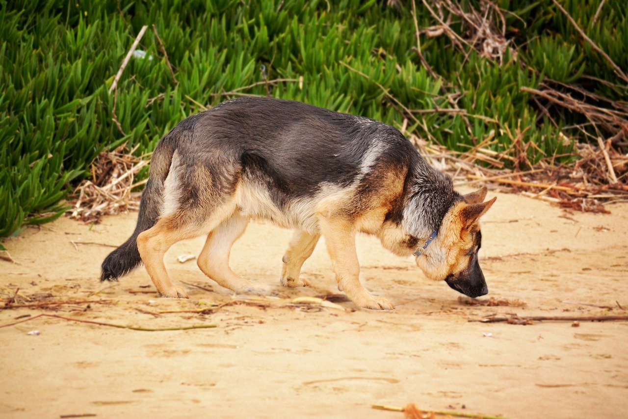 Tracking Down Poachers: Dogs on the Front Lines (image credits: pixabay)