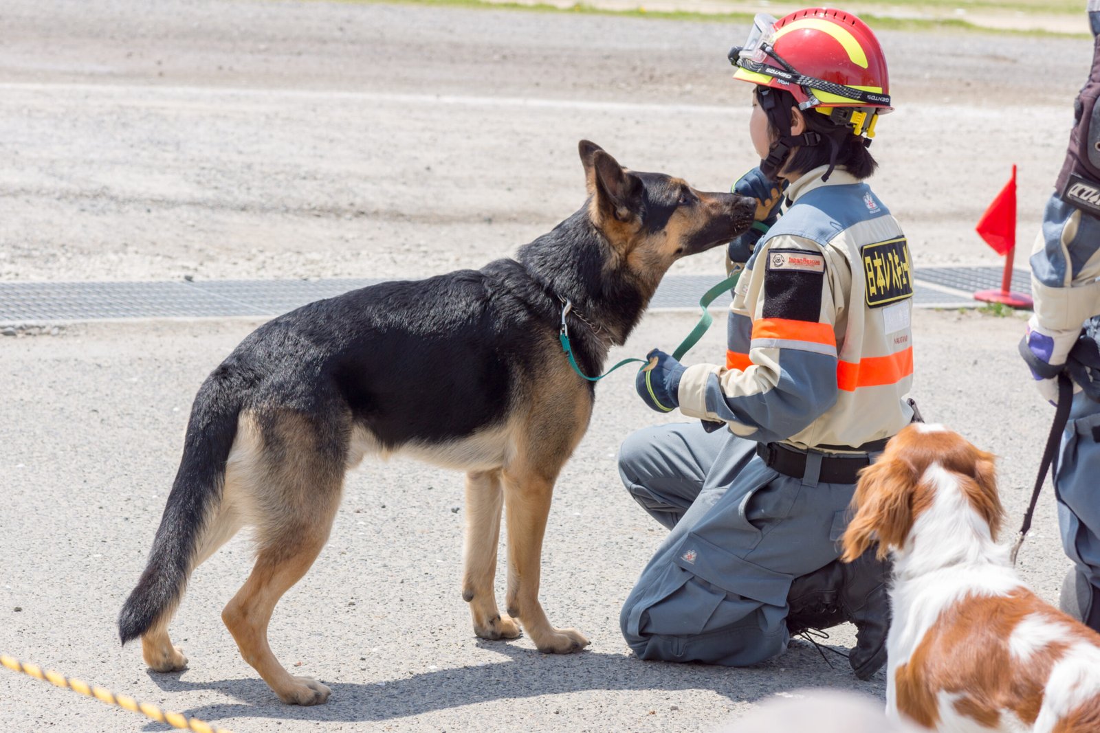 From Shelters to the Wild: Giving Rescue Dogs a Second Chance (image credits: wikimedia)