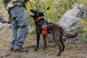The Role of Dogs in Wildlife Conservation: How Canines Help Save Endangered Species