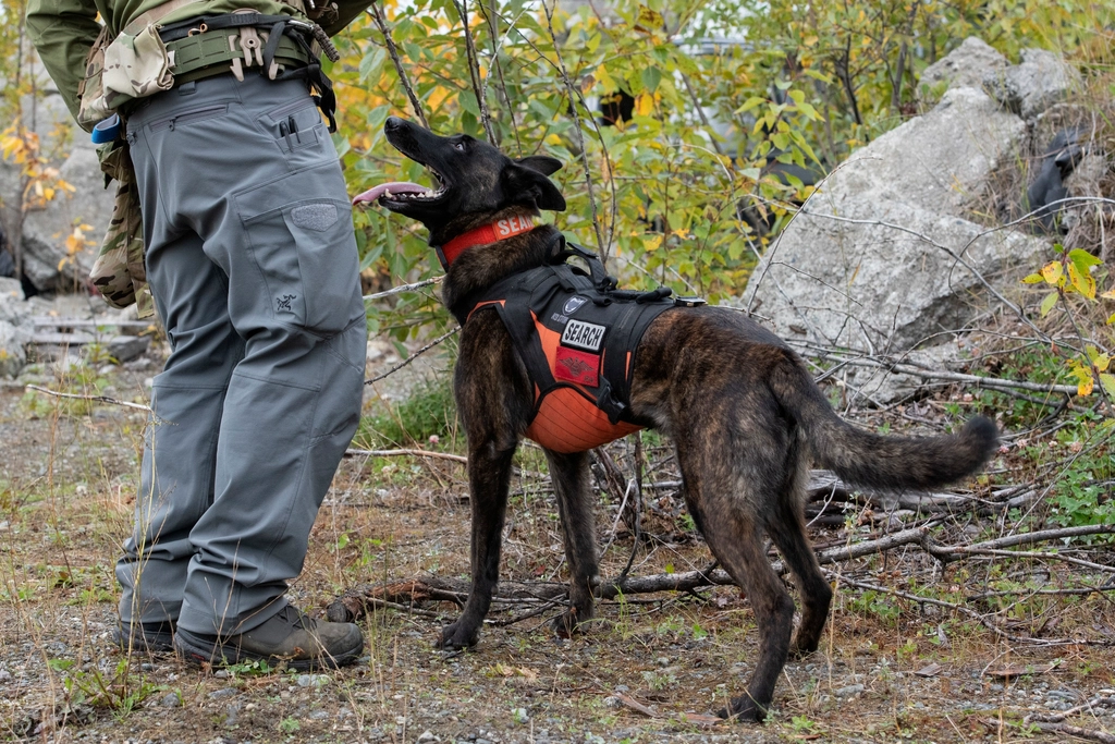 The Role of Dogs in Wildlife Conservation: How Canines Help Save Endangered Species