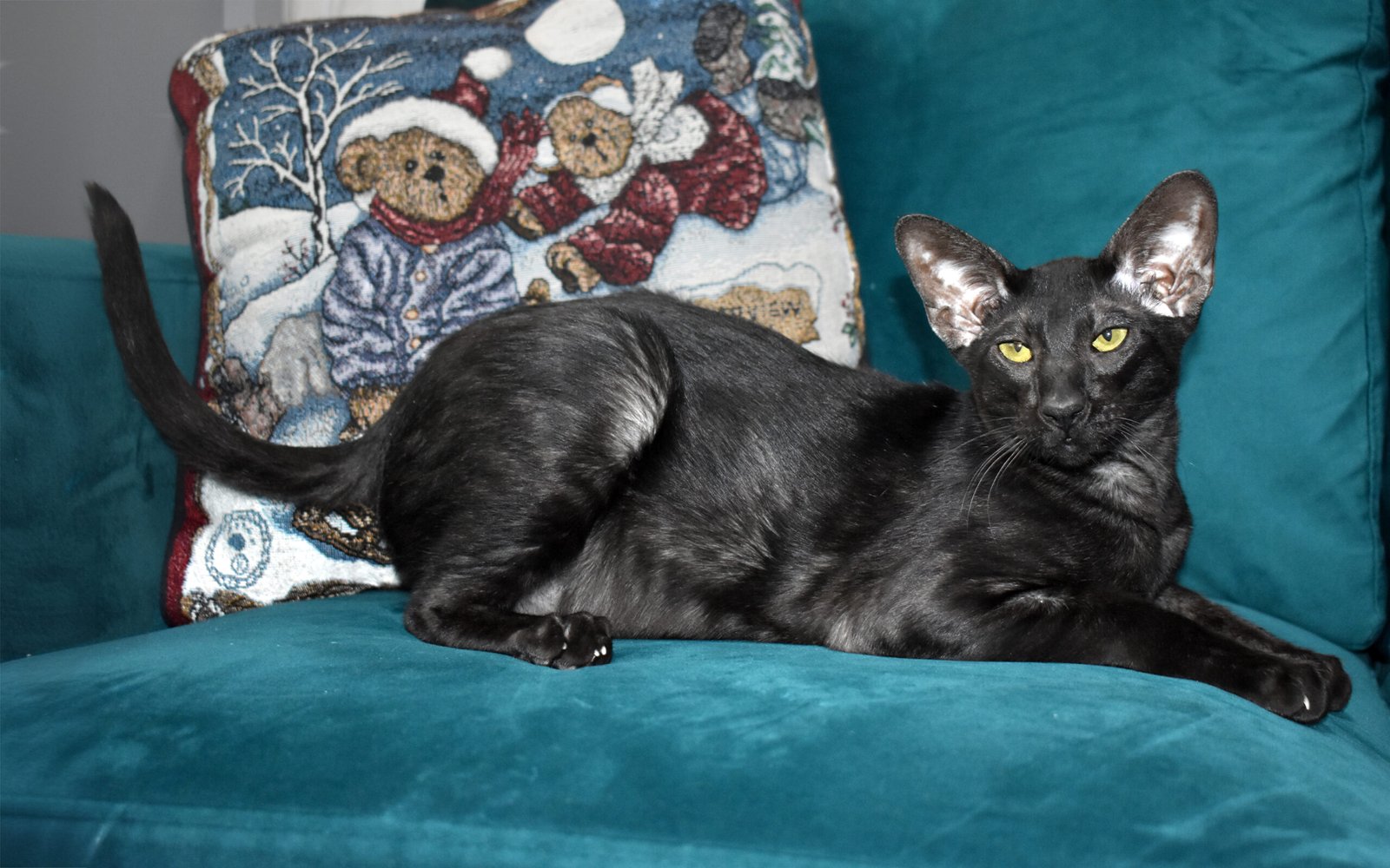 Oriental Shorthair: Always By Your Side (image credits: wikimedia)