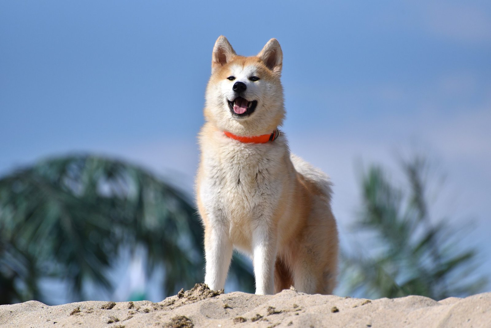 Akita: The Strong and Silent Type (image credits: wikimedia)