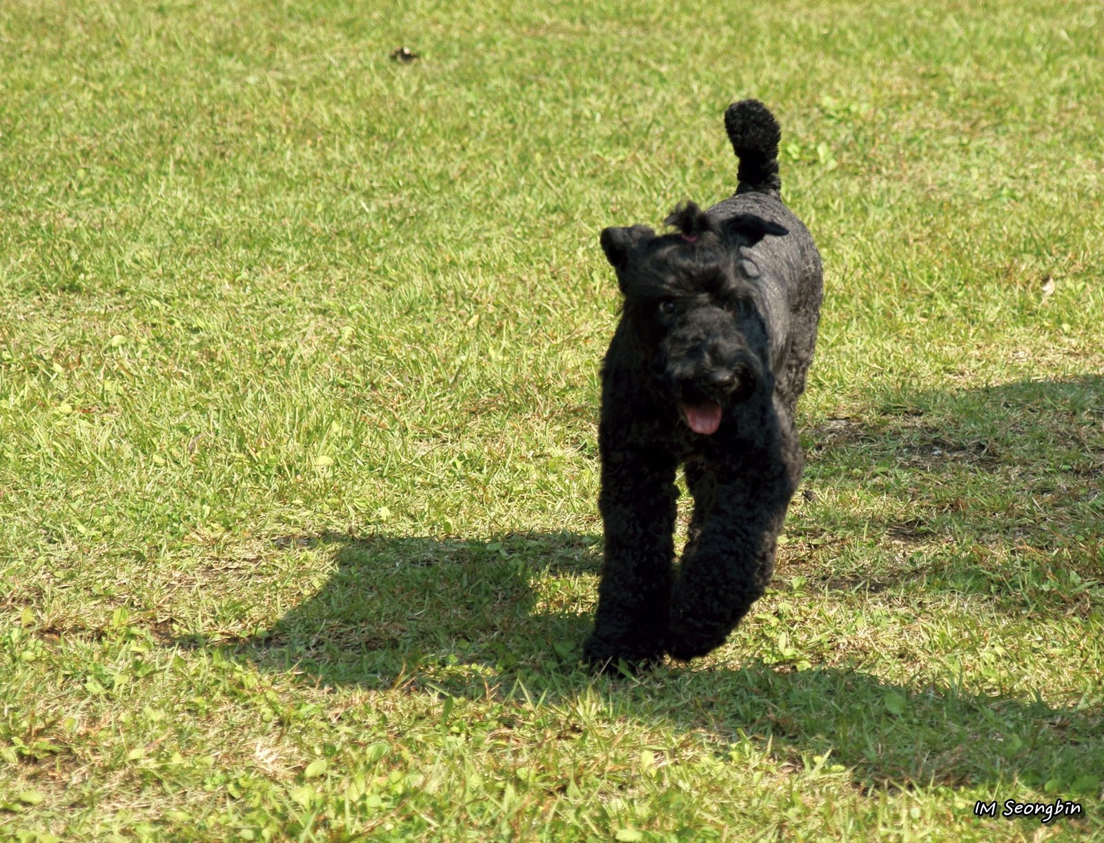 Kerry Blue Terrier: The Spirited Individualist (image credits: wikimedia)