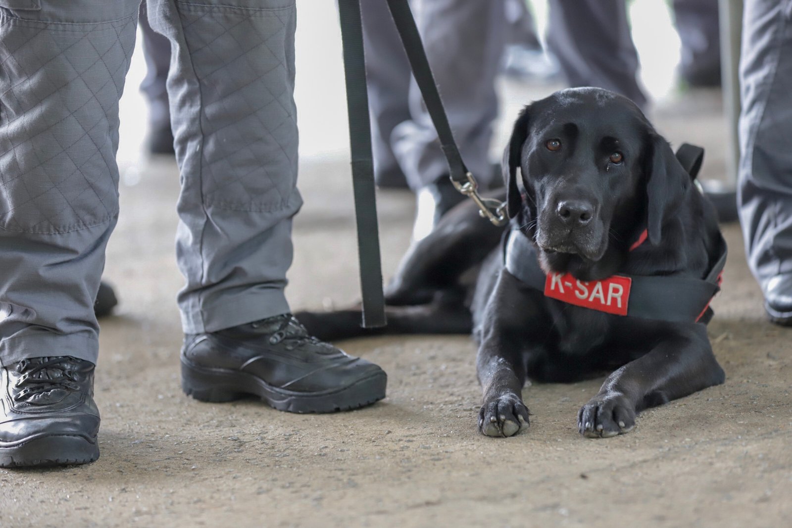 Training Dogs as Early Warning Systems (image credits: wikimedia)