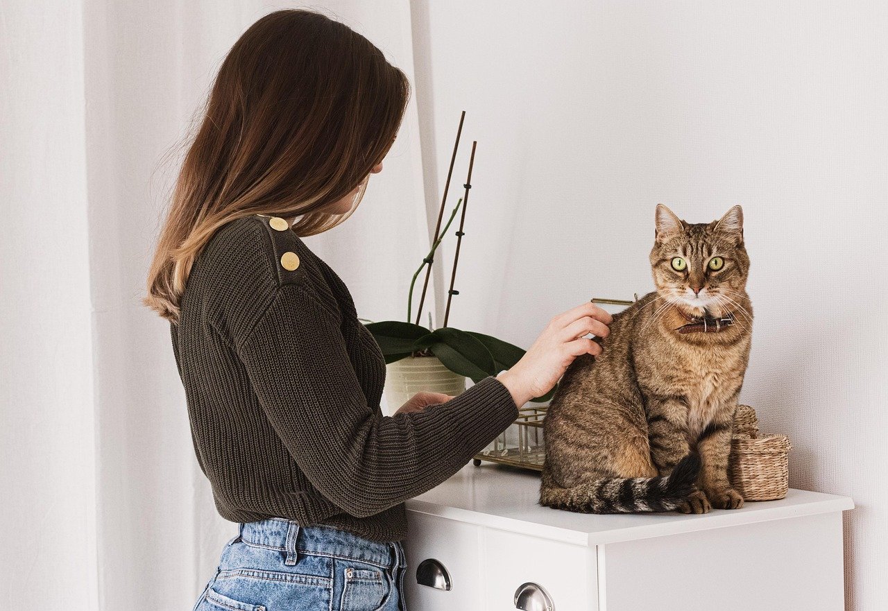 Gently Pet and Groom Them (image credits: pixabay)