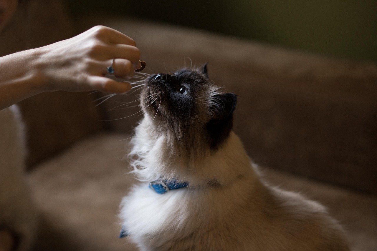Offer Special Treats in Moderation (image credits: pixabay)