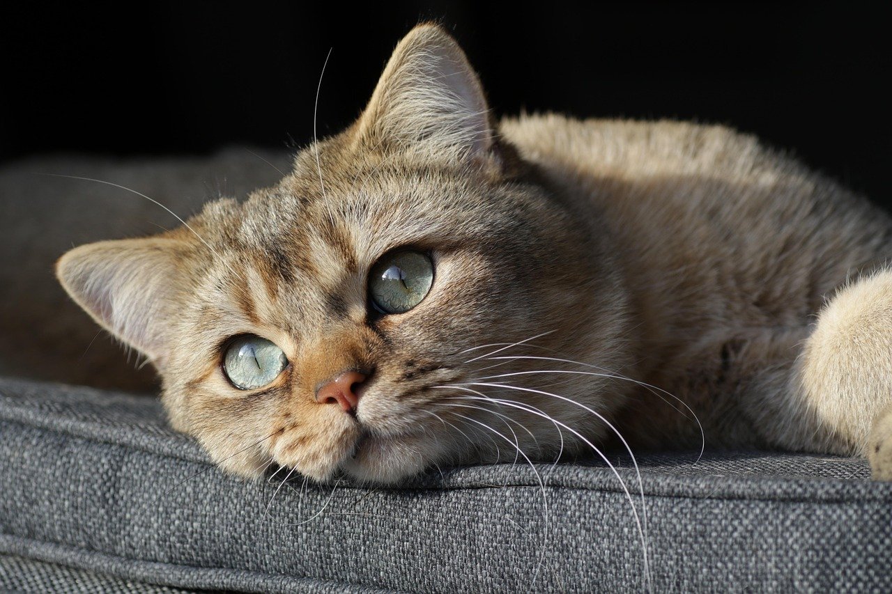 Create a Cozy, Safe Environment (image credits: pixabay)
