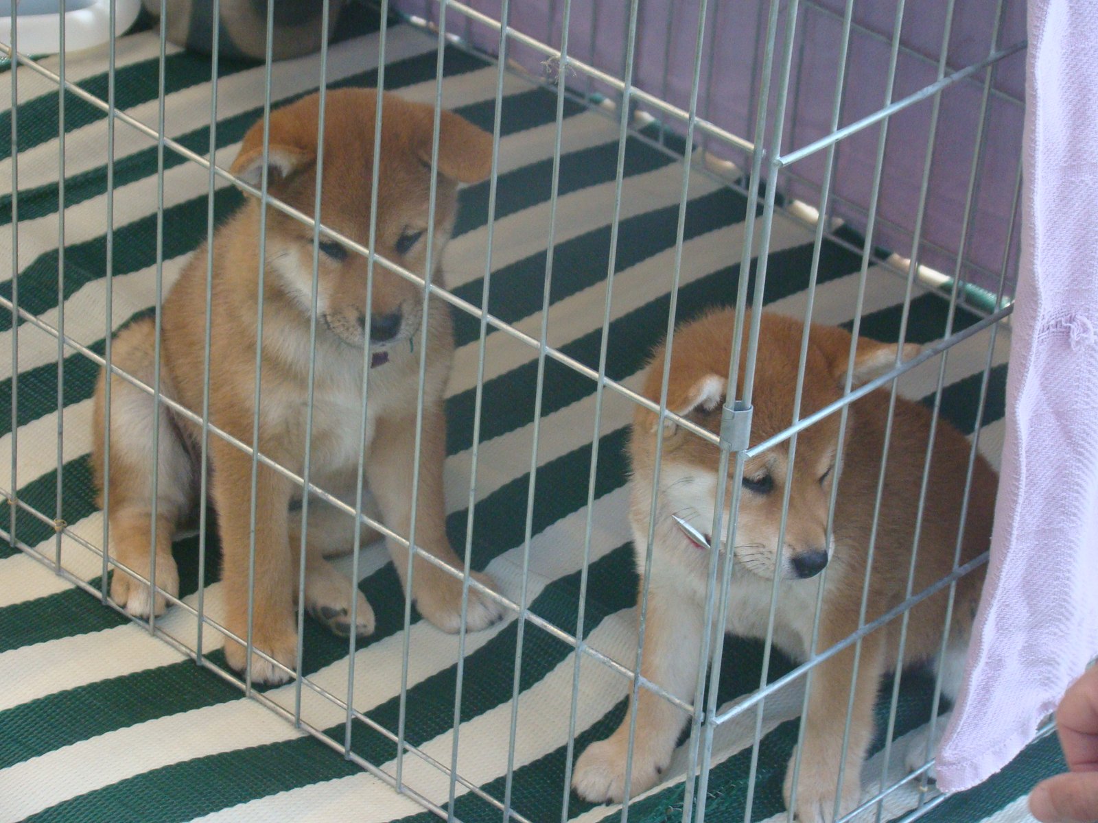 Crate Training for Different Ages and Personalities (image credits: wikimedia)