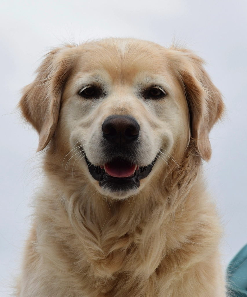 7. Golden Retrievers and Their “Smiling” Faces (image credits: rawpixel)