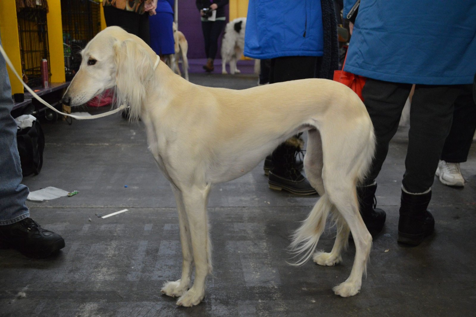 Care and Grooming: Keeping a Saluki Healthy (image credits: wikimedia)