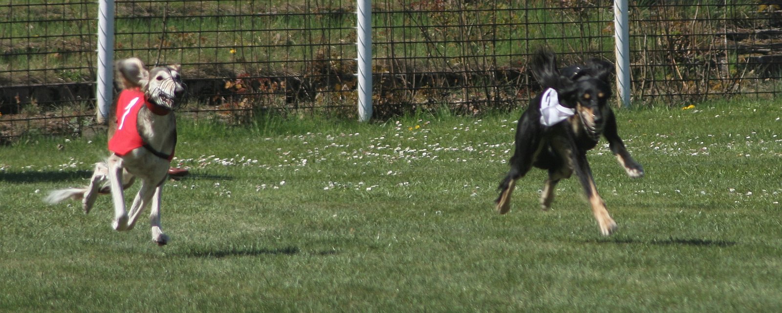 Exercise Needs: Meeting the Saluki’s Energy (image credits: wikimedia)