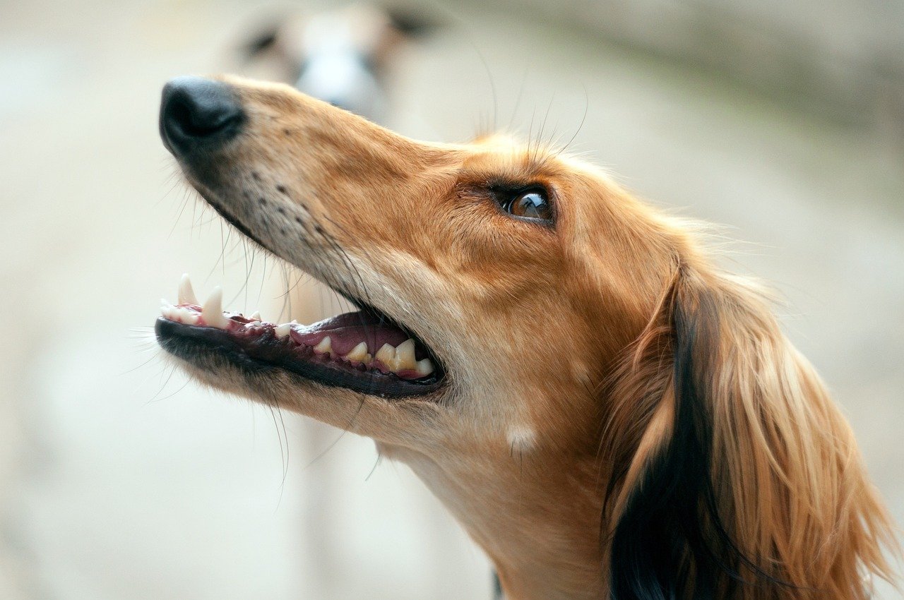 Training the Sensitive Saluki (image credits: pixabay)