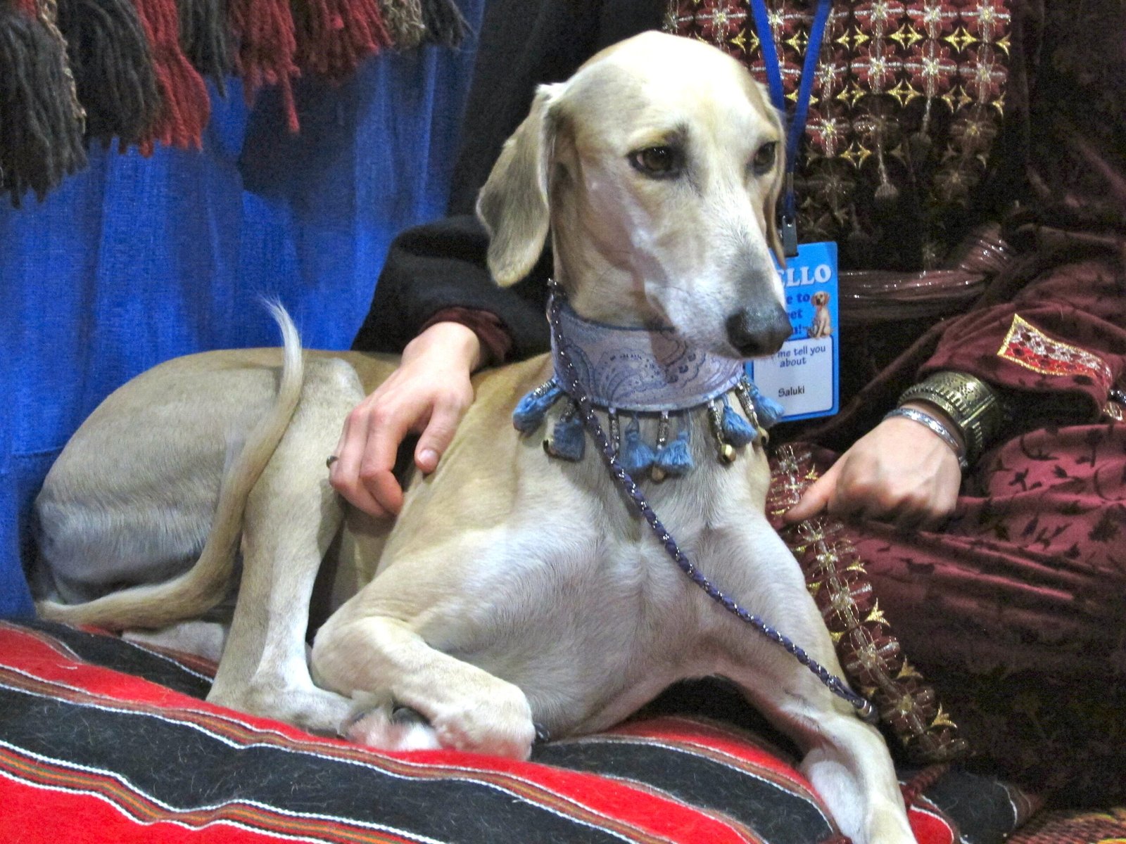 Challenges and Rewards of Saluki Ownership (image credits: wikimedia)