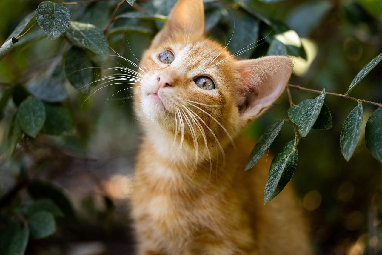 Why Urination Matters So Much for Cats (image credits: pixabay)