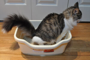 How Long Can a Cat Safely Go Without Peeing?