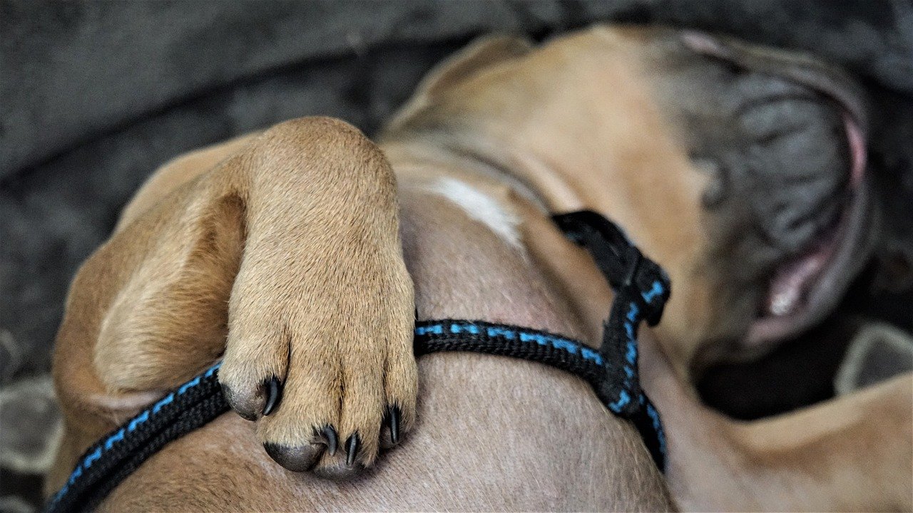 Paw Protection and Cooling Tricks (image credits: pixabay)