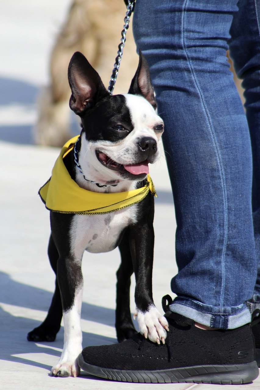 Boston Terrier (image credits: pixabay)