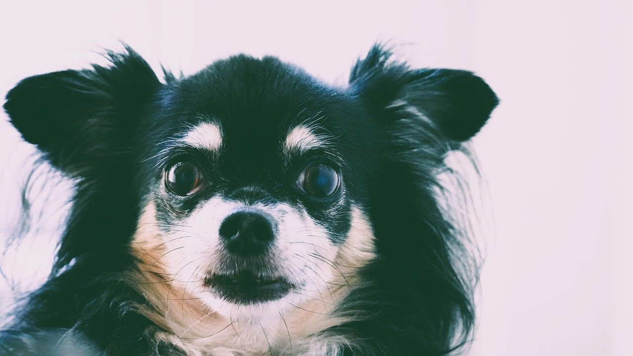 Why Are Dogs Afraid of Thunderstorms? (image credits: pixabay)