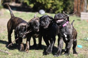 Why The Cane Corso is Not Everyone's Dog