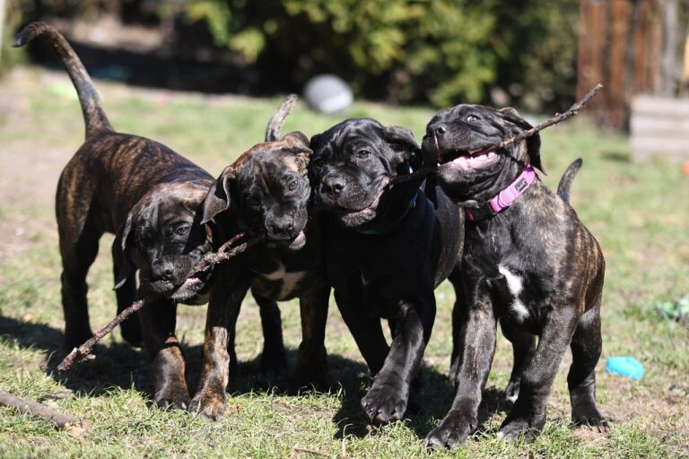 Why The Cane Corso is Not Everyone's Dog