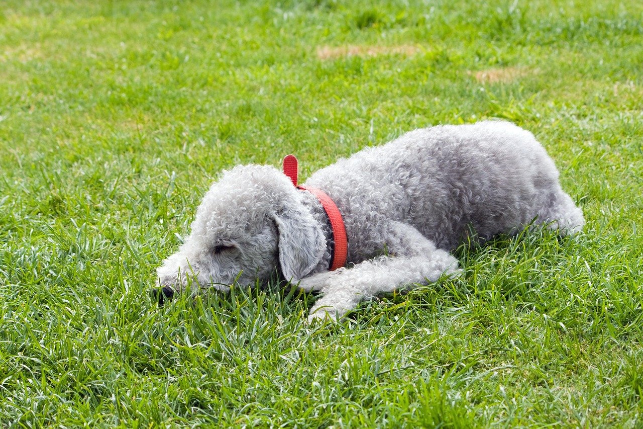 Bedlington Terrier: The Sheep in Dog’s Clothing (image credits: pixabay)