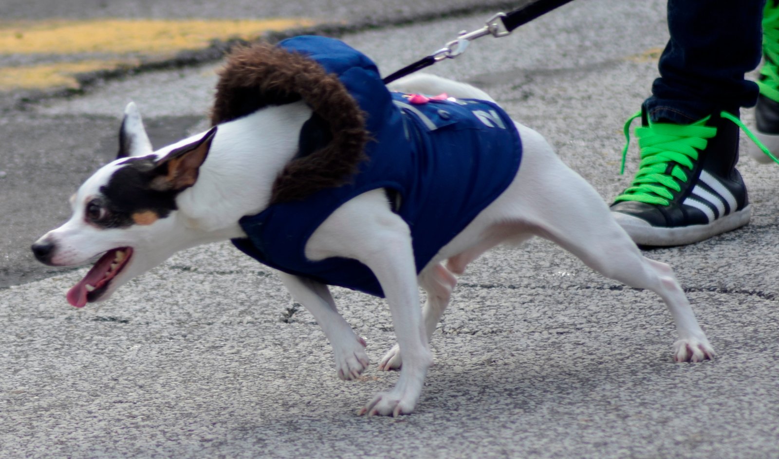 Excitement Overload (image credits: wikimedia)