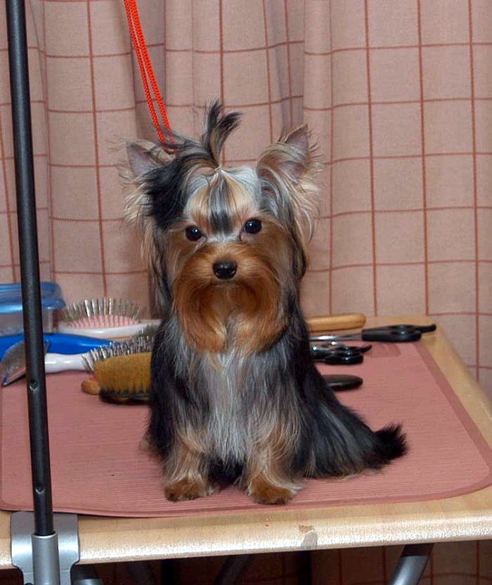 Stay on Top of Grooming (image credits: wikimedia)