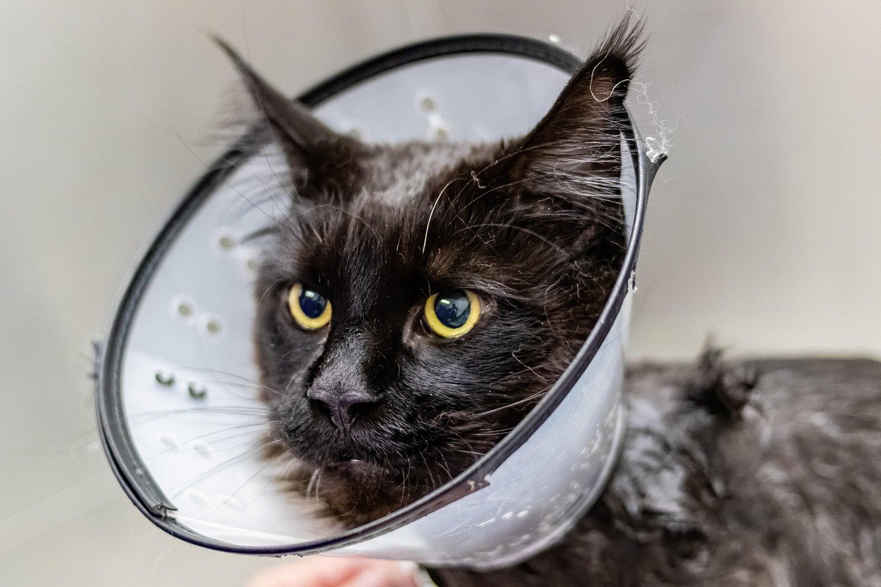 Understanding Grooming Aggression: What’s Really Going On? (image credits: pixabay)