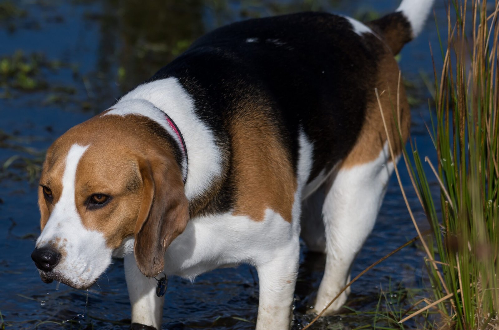 Beagle: The Adorable Adventurer (image credits: wikimedia)