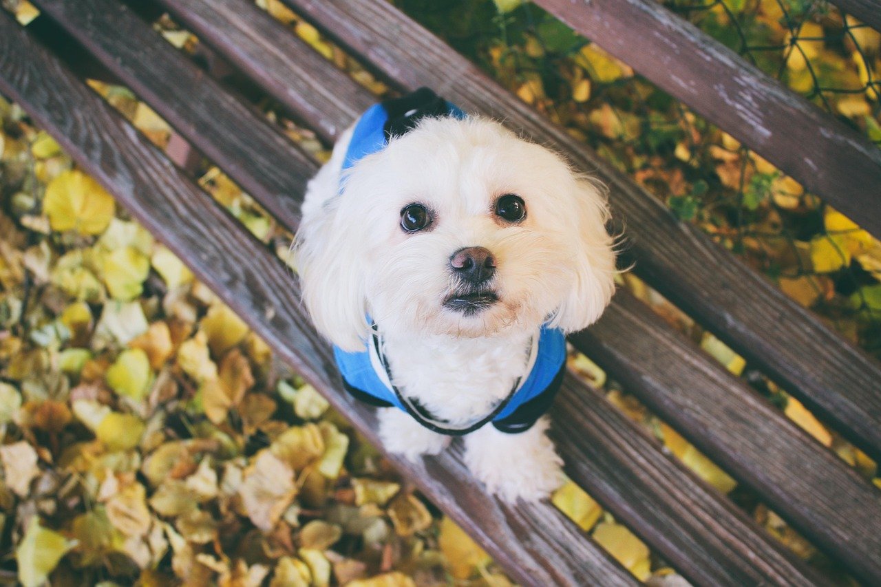 Maltese: The Snow-White Sweetheart (image credits: pixabay)