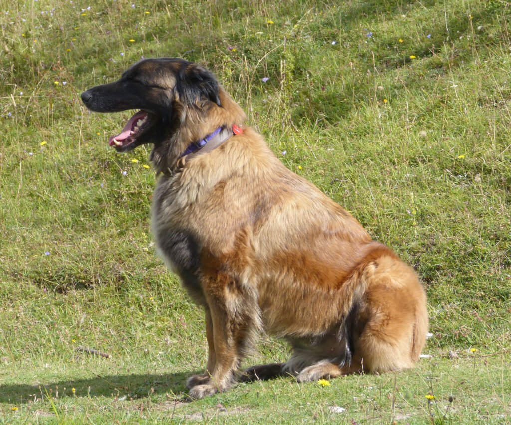 Estrela Mountain Dog: Portugal’s Proud Protector