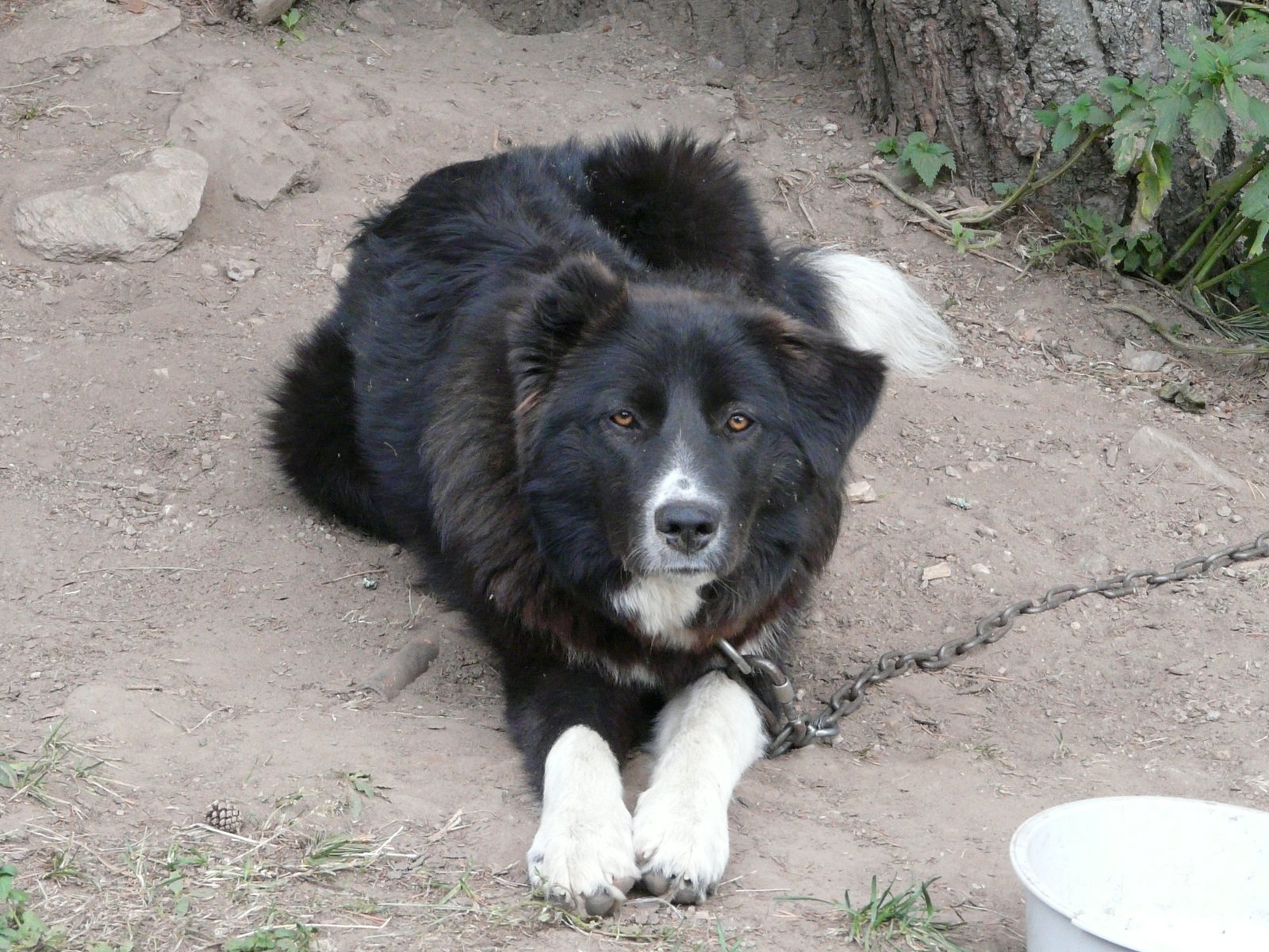 Karakachan Dog: Bulgaria’s Watchful Eye (image credits: wikimedia)
