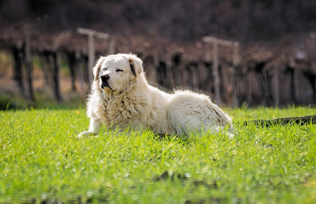 Maremma Sheepdog: Italy’s Cloudlike Guardian (image credits: pixabay)