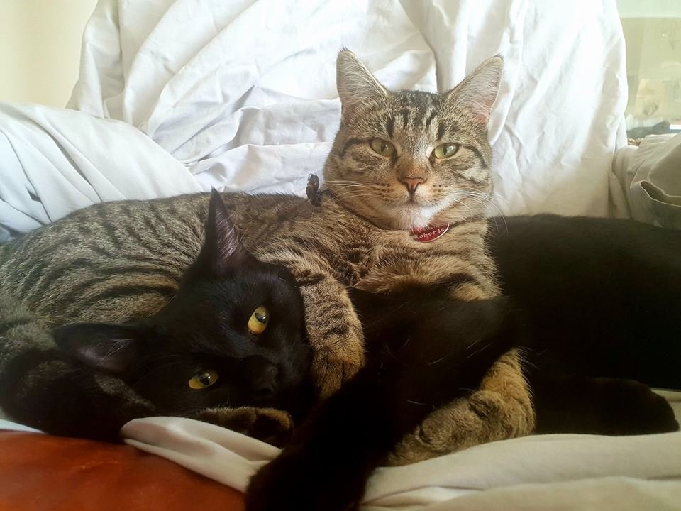 Unwanted Hugs and Squeezes (image credits: wikimedia)