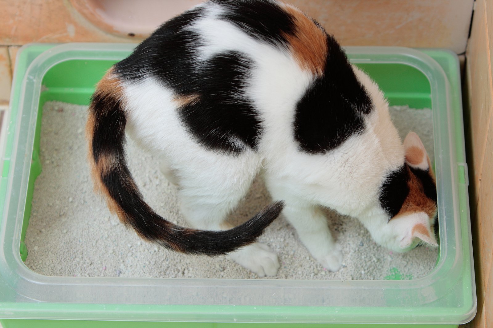 Overlooking Litter Box Cleanliness (image credits: wikimedia)