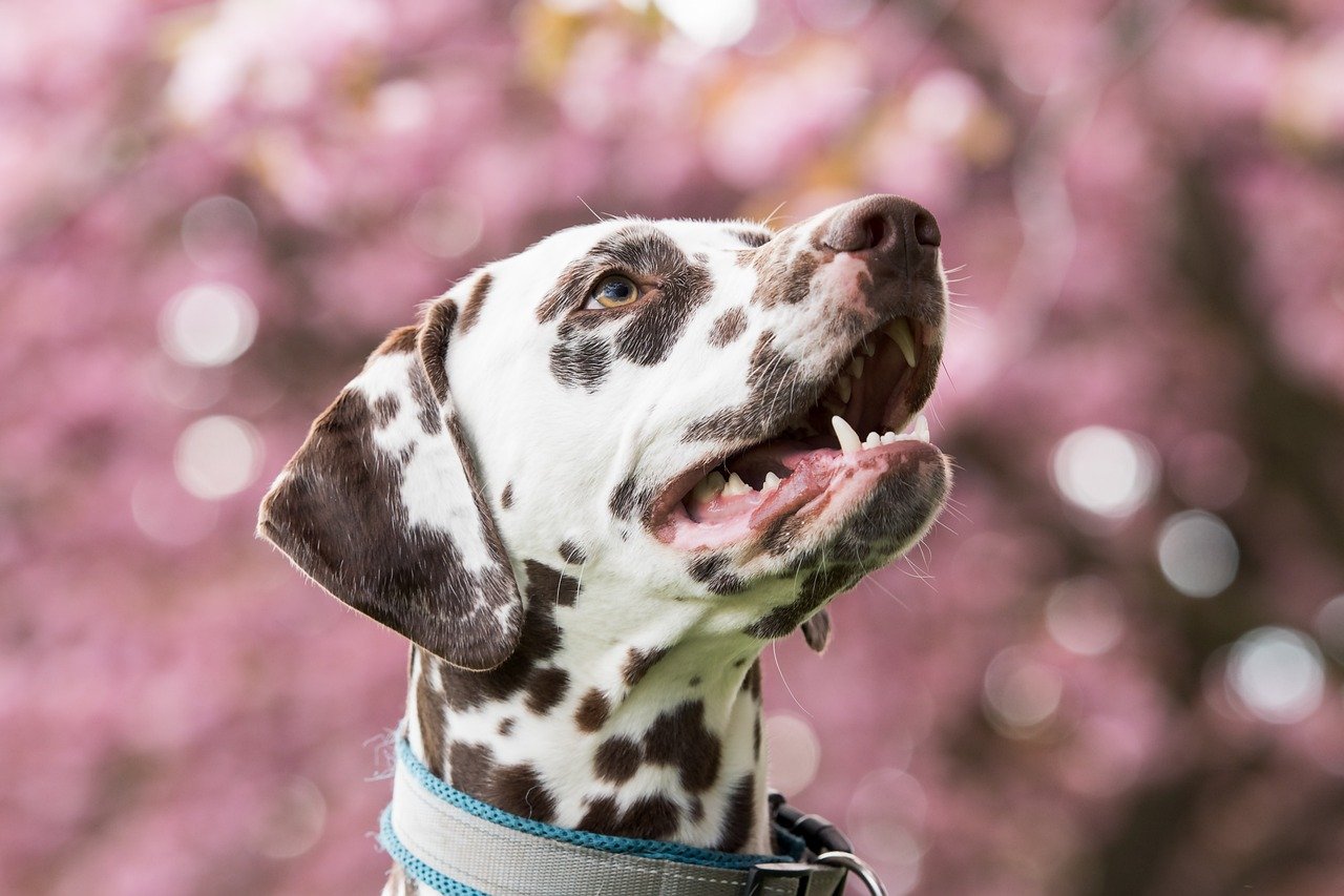 Dalmatian (image credits: pixabay)