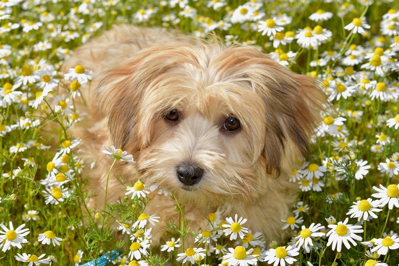 Havanese (image credits: pixabay)