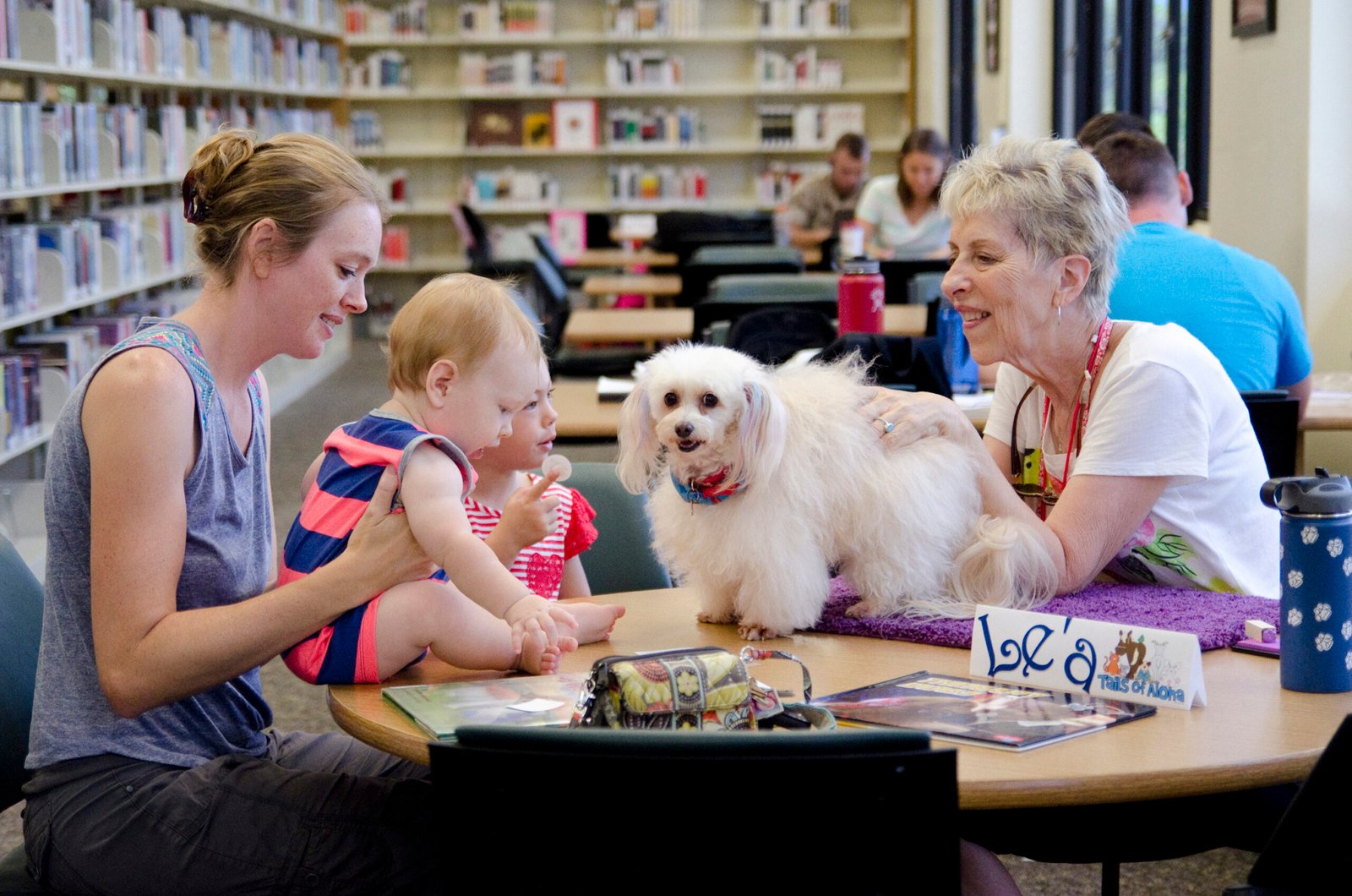 Poodle: Empathetic and Elegant Healers (image credits: wikimedia)