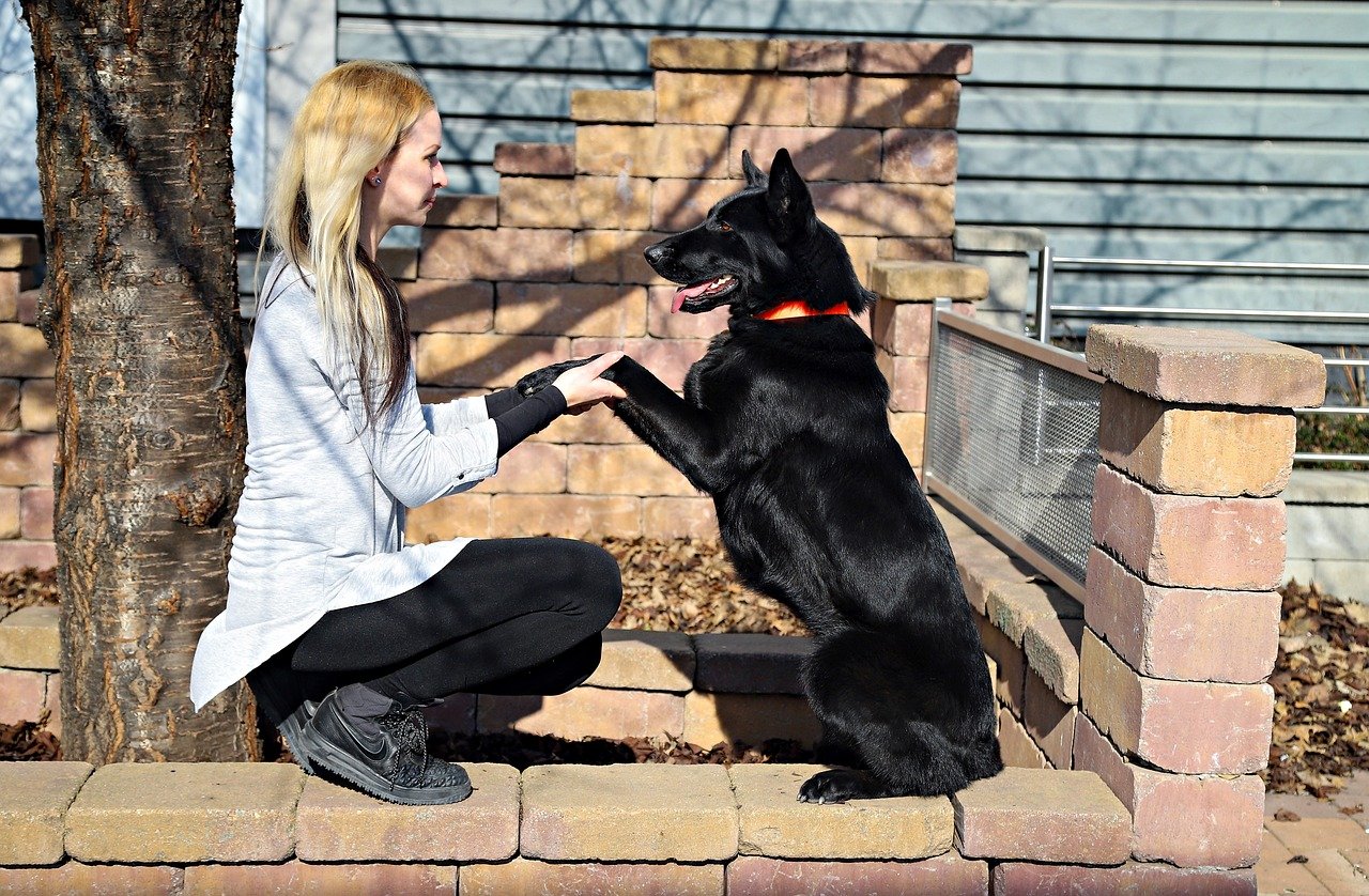 German Shepherd: Loyal Guardians of Your Heart (image credits: pixabay)