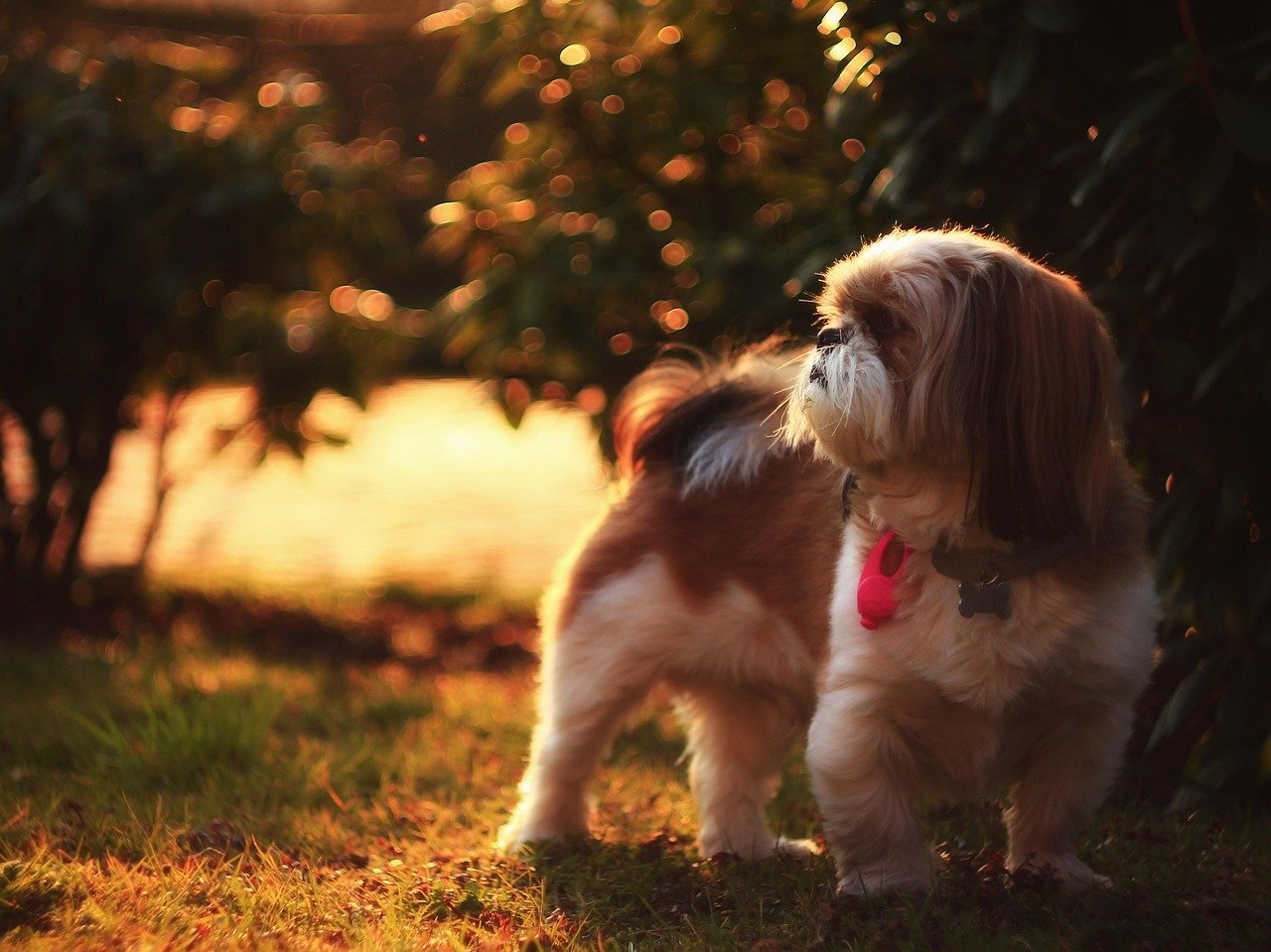 Shih Tzu: Little Bundles of Comfort (image credits: pixabay)