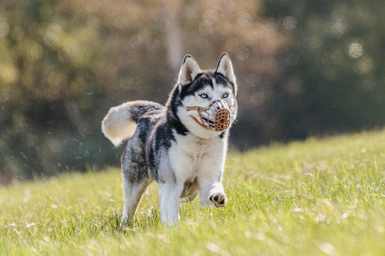 Siberian Husky: The Wild Runner (image credits: pixabay)